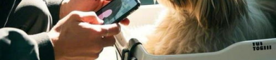 宠物狗网站,全方位解读狗狗生活与养护知识宝库