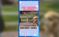 娱乐吃瓜的本质,吃瓜群众的狂欢盛宴