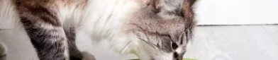 娱乐吃瓜酱猫咪视频大全,吃瓜酱视频大全欢乐盘点