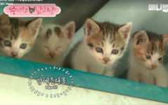 娱乐吃瓜酱猫妈妈视频下载,揭秘萌宠日常