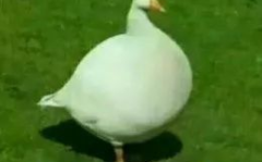 娱乐吃瓜鹅鸭视频,鹅鸭视频带你领略娱乐圈新鲜趣事