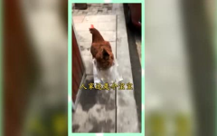 娱乐吃瓜群众酱,揭秘娱乐圈幕后故事