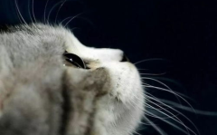 娱乐吃瓜酱神仙猫,揭秘娱乐圈背后的神秘故事