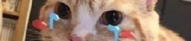 娱乐吃瓜君 折耳猫,折耳猫的神秘魅力与争议