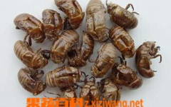 蝉蜕作用,天然中药宝库中的散热镇静良药