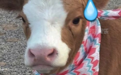 娱乐吃瓜酱冷,揭秘娱乐圈背后的秘密与真相